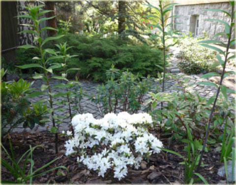 Azalia japońska Kermesina Alba - Azalea japonica Kermesina Alba