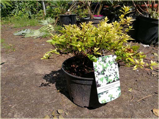 Azalia japońska Kermesina Alba - Azalea japonica Kermesina Alba