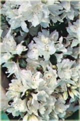 Azalia japońska Kermesina Alba - Azalea japonica Kermesina Alba
