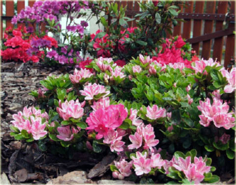 Azalia japońska Kermesina - Azalea japonica Kermesina