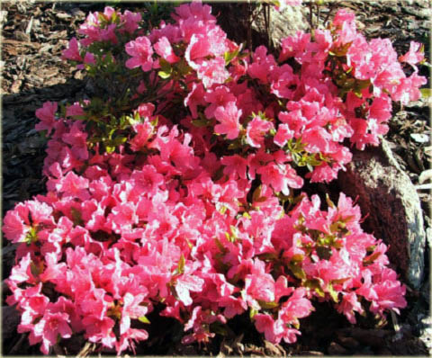 Azalia japońska Kermesina - Azalea japonica Kermesina