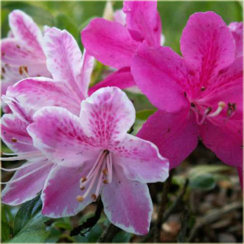 Azalia japońska Kermesina - Azalea japonica Kermesina
