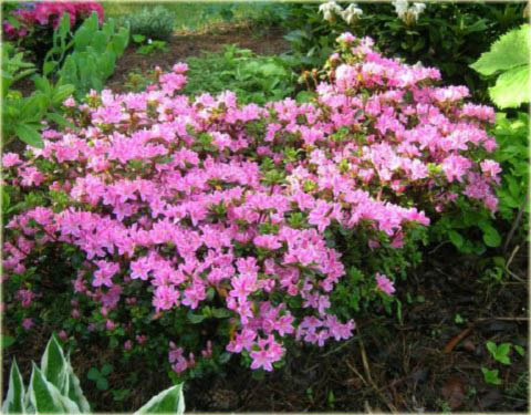 Azalia japońska Kermesina - Azalea japonica Kermesina