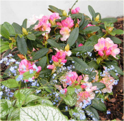 Azalia japońska Kermesina - Azalea japonica Kermesina