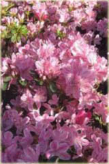 Azalia japońska Kermesina - Azalea japonica Kermesina