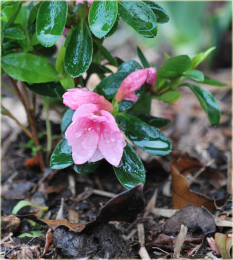 Azalia japońska Kurume - Azalea japonica Kurume