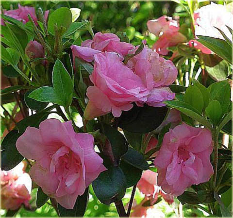 Azalia japońska Kurume - Azalea japonica Kurume