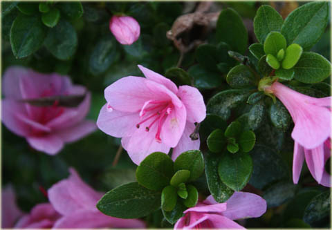 Azalia japońska Kurume - Azalea japonica Kurume