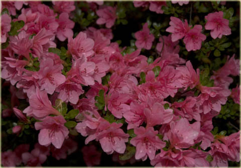 Azalia japońska Kurume - Azalea japonica Kurume