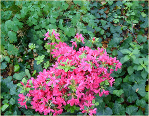 Azalia japońska Kurume - Azalea japonica Kurume