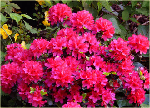 Azalia japońska Kurume - Azalea japonica Kurume