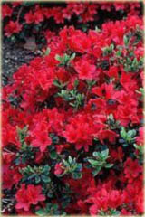 Azalia japońska Kurume - Azalea japonica Kurume