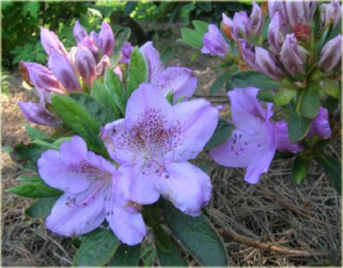 Azalia japońska Ledikanense - Azalea japonica Ledikanense