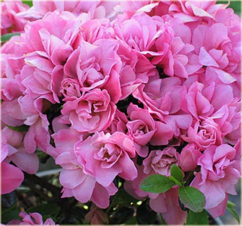 Azalia japońska Ledikanense - Azalea japonica Ledikanense