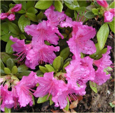 Azalia japońska Ledikanense - Azalea japonica Ledikanense