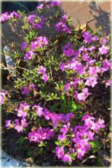 Azalia japońska Ledikanense - Azalea japonica Ledikanense