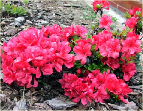 Azalia japońska Madame Van Hecke - Azalea japonica Madame Van Hecke