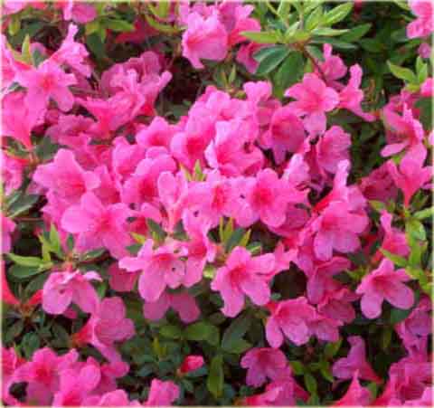 Azalia japońska Madame Van Hecke - Azalea japonica Madame Van Hecke