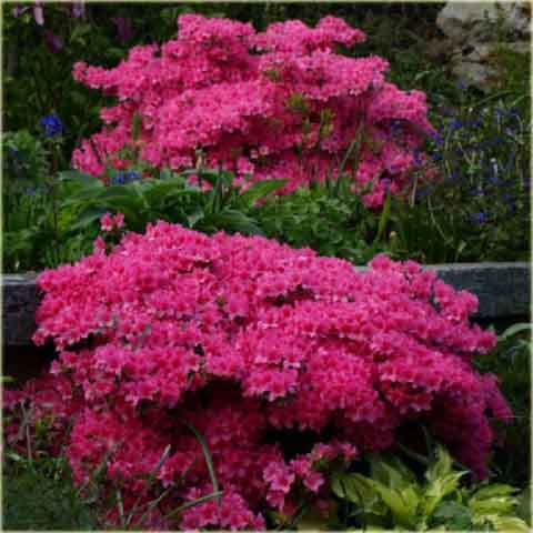 Azalia japońska Madame Van Hecke - Azalea japonica Madame Van Hecke