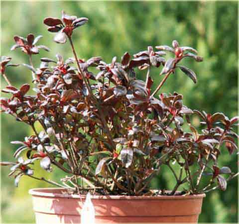 Azalia japońska Maruschka - Azalea japonica Maruschka