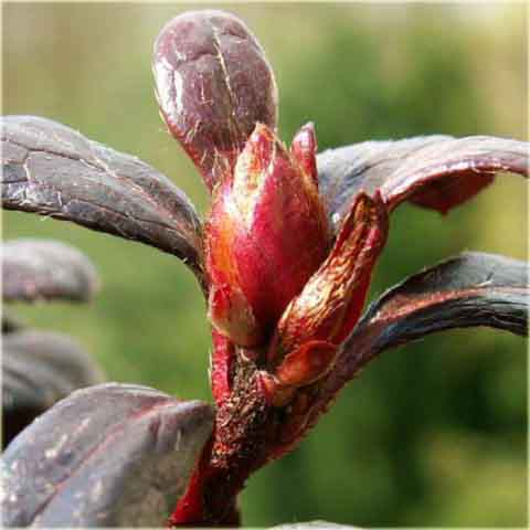 Azalia japońska Maruschka - Azalea japonica Maruschka