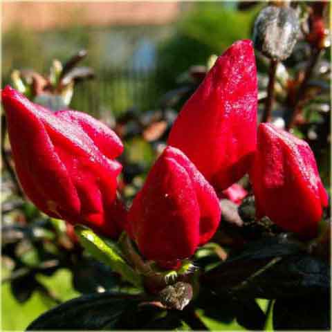 Azalia japońska Maruschka - Azalea japonica Maruschka