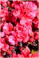 Azalia japońska Maruschka - Azalea japonica Maruschka