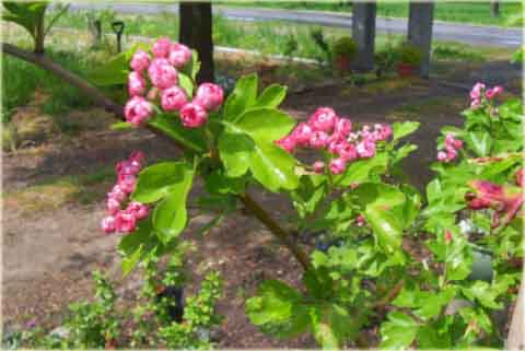 Azalia japońska Nordlicht - Azalea japonica Nordlicht