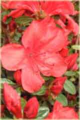 Azalia japońska Nordlicht - Azalea japonica Nordlicht