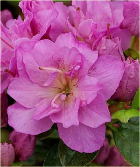 Azalia tępolistna Obtusum - Azalea japonica Obtusum