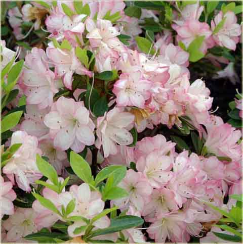 Azalia tępolistna Obtusum - Azalea japonica Obtusum