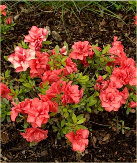 Azalia tępolistna Obtusum - Azalea japonica Obtusum