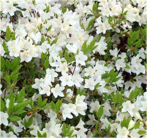 Azalia tępolistna Obtusum - Azalea japonica Obtusum