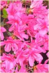 Azalia tępolistna Obtusum - Azalea japonica Obtusum