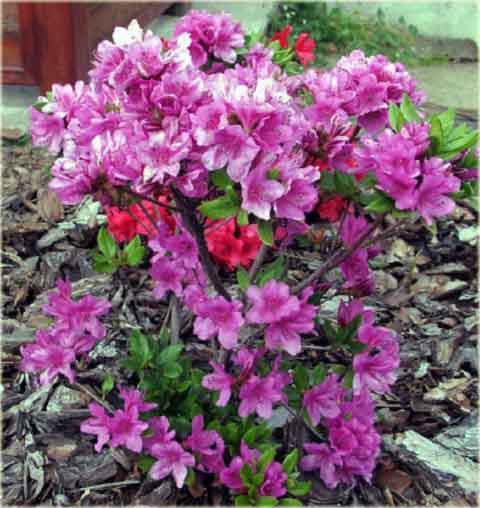 Azalia japońska Orlice - Azalea japonica Orlice