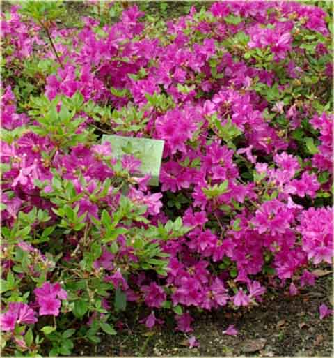 Azalia japońska Orlice - Azalea japonica Orlice