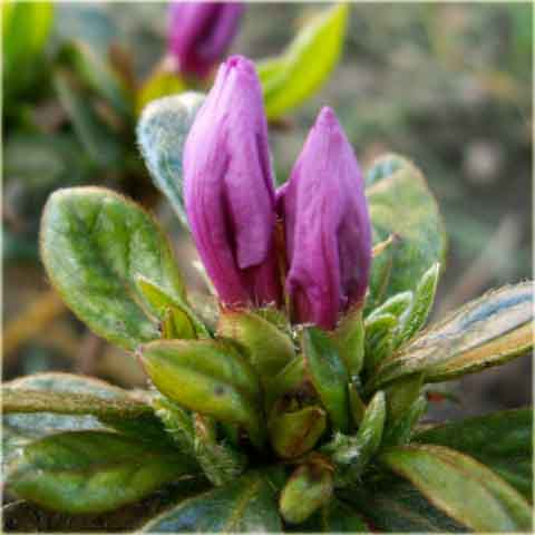 Azalia japońska Orlice - Azalea japonica Orlice