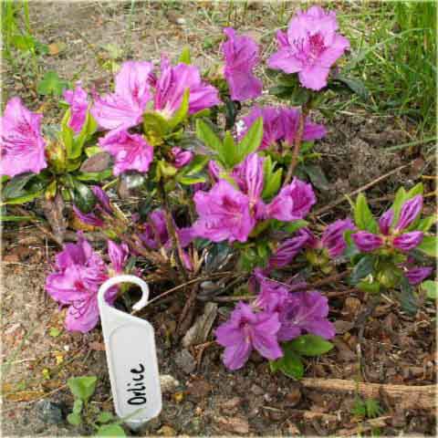 Azalia japońska Orlice - Azalea japonica Orlice