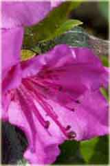 Azalia japońska Orlice - Azalea japonica Orlice