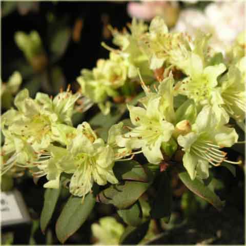 Azalia japońska Princess Anne - Azalea japonica Princess Anne