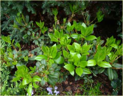 Azalia japońska Princess Anne - Azalea japonica Princess Anne