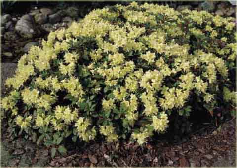 Azalia japońska Princess Anne - Azalea japonica Princess Anne