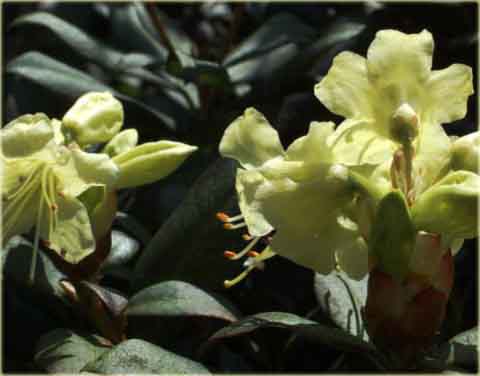 Azalia japońska Princess Anne - Azalea japonica Princess Anne
