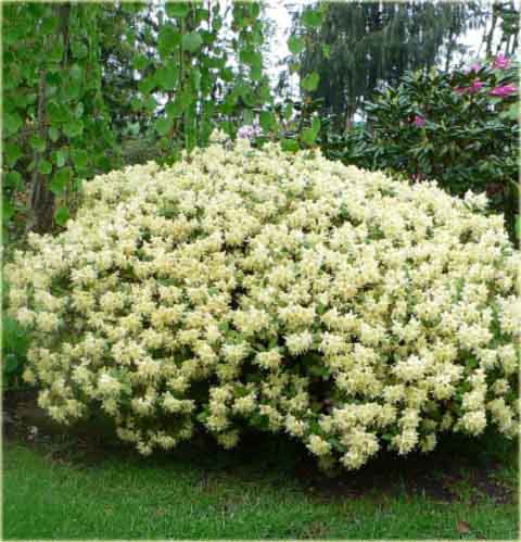 Azalia japońska Princess Anne - Azalea japonica Princess Anne