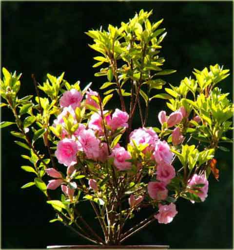 Azalia japońska Rosebud - Azalea japonica Rosebud