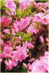 Azalia japońska Rosebud - Azalea japonica Rosebud