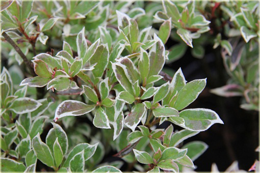 Azalia japońska Silver Sword czerwona