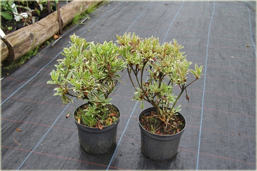 Azalia japońska Silver Sword czerwona