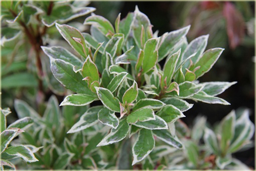 Azalia japońska Silver Sword czerwona