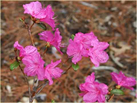 Azalia japońska Staccato - Azalea japonica Staccato